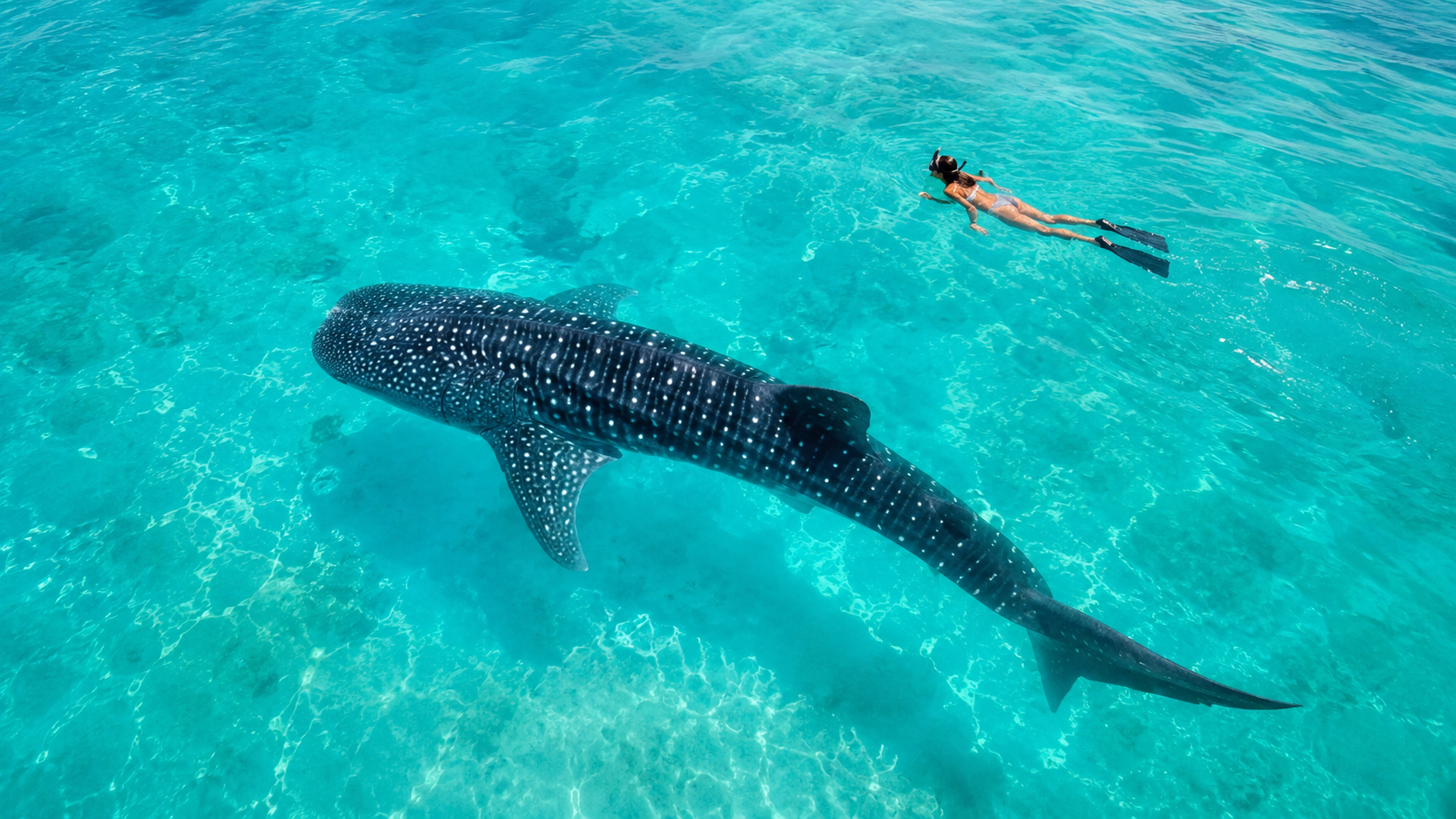 Swimming with Whale Sharks in Holbox: The 2026 Season Guide